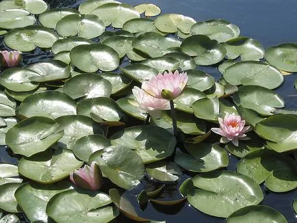 A királyné tavak - Nymphaea szokatlan - kerttervezés saját kezét