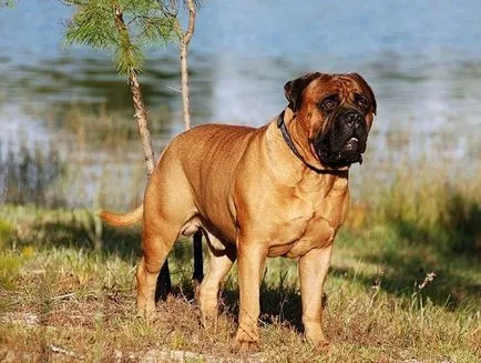 Bullmastiff fotografie și descriere rasa, preț câini și caracteristicile sale