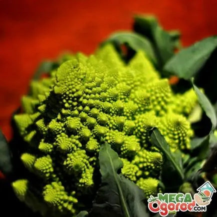 Колко полезна зеле Romanesco и как да го отглеждат в домашни условия