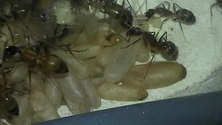 Какво е любителите на пашкул клубни мравка