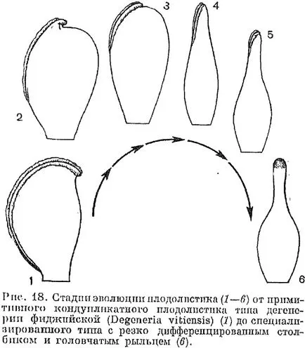 Какво е плодници или karpelly