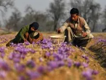 flori Crocus - descriere cu plante fotografice; cultivare; proprietăți și tratament