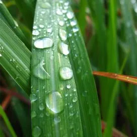 Citronella termesztés és gyógyászati ​​tulajdonságai