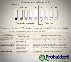 A érzékenysége baktériumok antibiotikumokkal és bakteriofágok