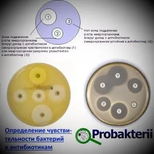 Чувствителността на бактериите към антибиотици и бактериофаги