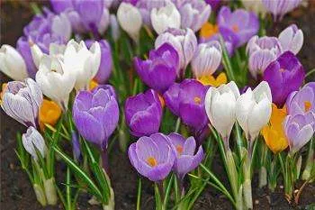 flori Crocus - descriere cu plante fotografice; cultivare; proprietăți și tratament