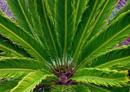 Cycas revolyuta otthoni gondozást, ls