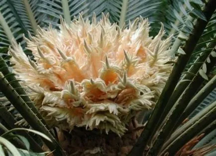 Cycas revolyuta грижи у дома, LS