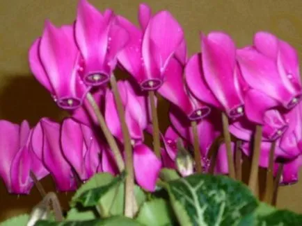 Cyclamen grijă de el acasă, de reproducere și de reproducere