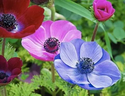 Flori anemone - plantare și îngrijire