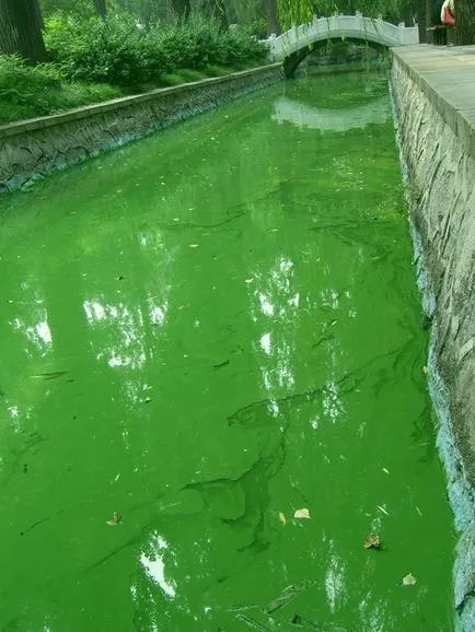 Цъфтеж езерце - изкуствен резервоар, изграждане на водоеми в Самара и Толиати