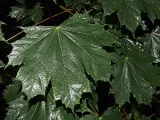 Sanvitaliya de flori - plantare și îngrijire în câmp deschis, fotografie sanvitalii, sanvitalii în creștere în grădină