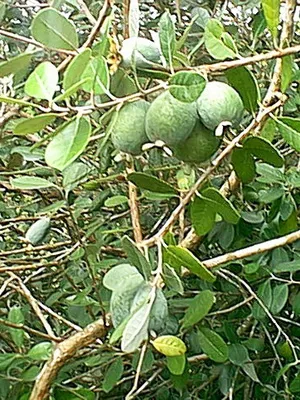 Feijoa дърво снимки и описания на растенията, условията на отглеждане и грижи за Feijoa