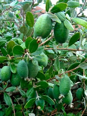 Feijoa fotografii de copac și descrieri ale plantelor, condițiile de creștere și îngrijire a Feijoa