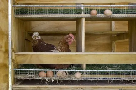 Направи гнезда за кокошки носачки с инструкции и снимки свои ръце yaytsesbornikom