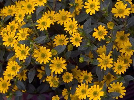 Sanvitaliya de flori - plantare și îngrijire în câmp deschis, fotografie sanvitalii, sanvitalii în creștere în grădină