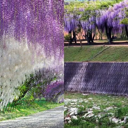 Fa Wisteria vagy Wisteria fotó, termesztés, telepítése és karbantartása, különféle