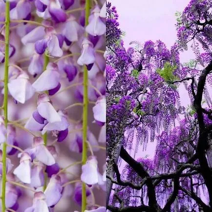 Fa Wisteria vagy Wisteria fotó, termesztés, telepítése és karbantartása, különféle