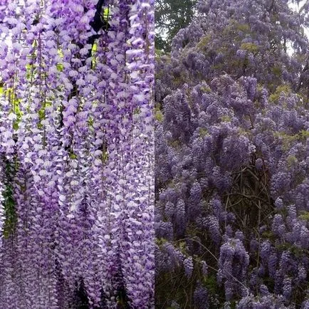 Fa Wisteria vagy Wisteria fotó, termesztés, telepítése és karbantartása, különféle