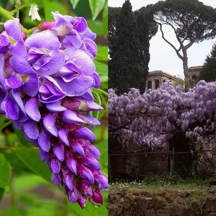 Arborele Wisteria sau Wisteria fotografie, cultivare, plantare și întreținere, soi