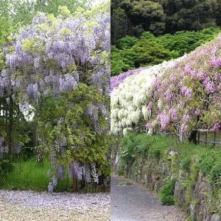 Fa Wisteria vagy Wisteria fotó, termesztés, telepítése és karbantartása, különféle