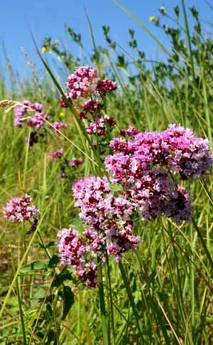 Oregano - Queen erdőszegélyek