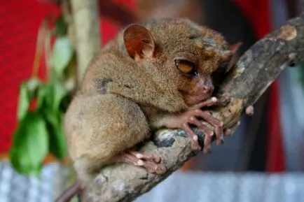 Tarsiers, Predators drăguț cu ochii mari