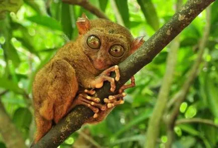 Tarsiers, сладки големи очи хищници