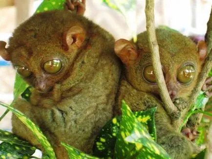 Tarsiers, Predators drăguț cu ochii mari