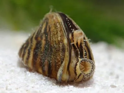 Zebra kagyló folyó (Dreissena polymorpha) leírása életkörülmények és szerepük az ökoszisztémában