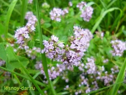 Oregano, dulap de lemn