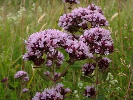 plante fotografie Oregano