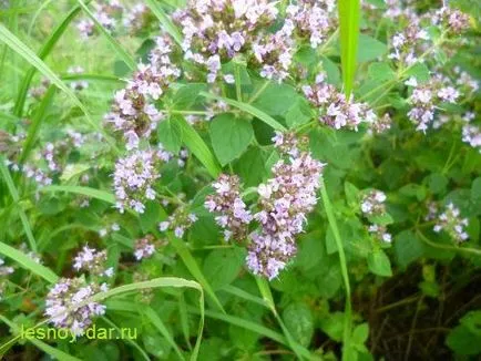 Oregano, dulap de lemn