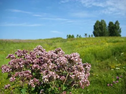 Oregano - Queen erdőszegélyek