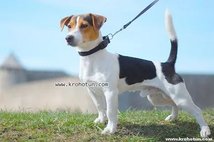 Dzhek Rassel Terrier rasa si descriere completă caracter