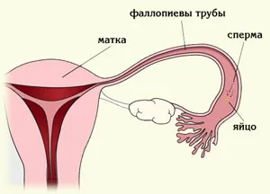 Petevezeték - női nemi szervek