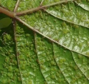 A filoxéra szőlő - nem olyan ijesztő, mint ez fél! videó