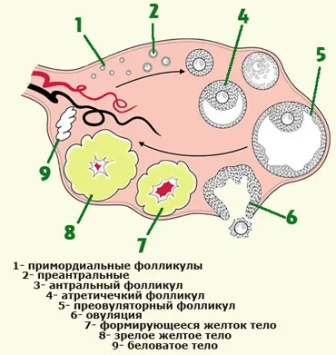 Petevezeték - női nemi szervek