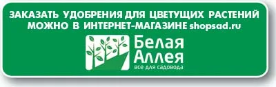 Виолетови цъфтят през ноември