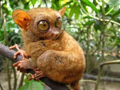 fapte interesante Tarsier filipinezi, fotografii