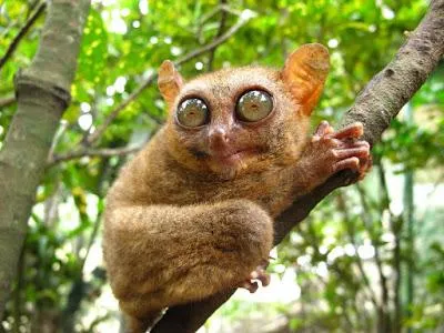 fapte interesante Tarsier filipinezi, fotografii