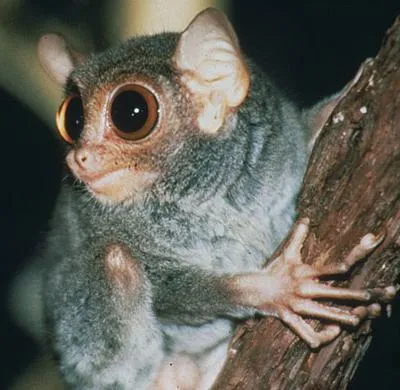 fapte interesante Tarsier filipinezi, fotografii