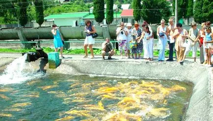 Trout Farm в Адлер - цени за риболов, как мога да го направя - планета на хотели