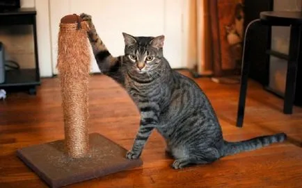 Ez a trükk már nem teszi lehetővé a kisállat macska elrontani a tapéta vagy a bútorok a házban