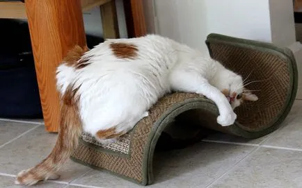 Ez a trükk már nem teszi lehetővé a kisállat macska elrontani a tapéta vagy a bútorok a házban