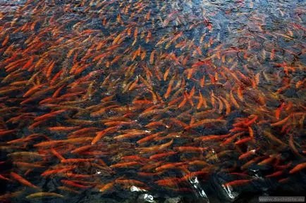 Trout Farm Adler - Szocsi látnivaló