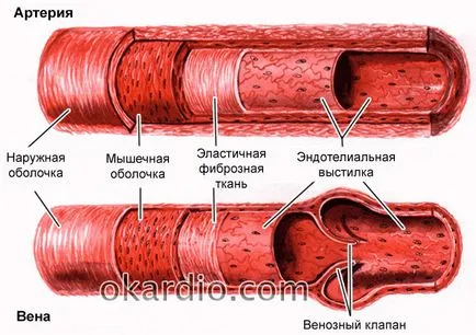 Flebita ce este, tipurile, cauze, simptome, diagnostic și tratament