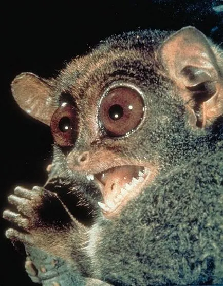 fapte interesante Tarsier filipinezi, fotografii