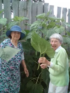 Gardenoterapiya la o vârstă înaintată