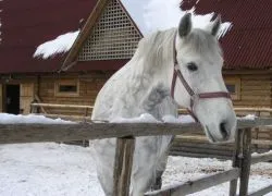 Фотосесия с коне през зимата